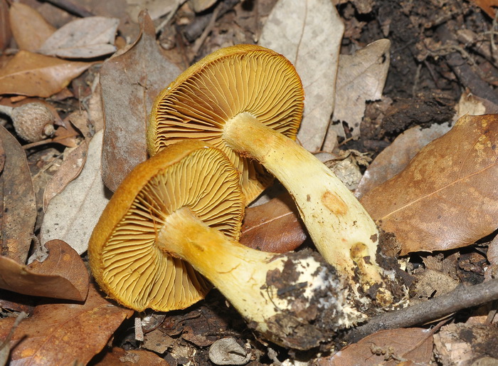 Cortinarius sp.